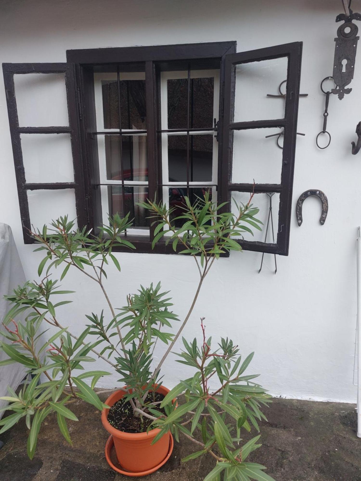 Babamúzeum 4 fős apartman Tihany Exterior foto